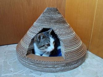 Une maison en carton pour votre chat